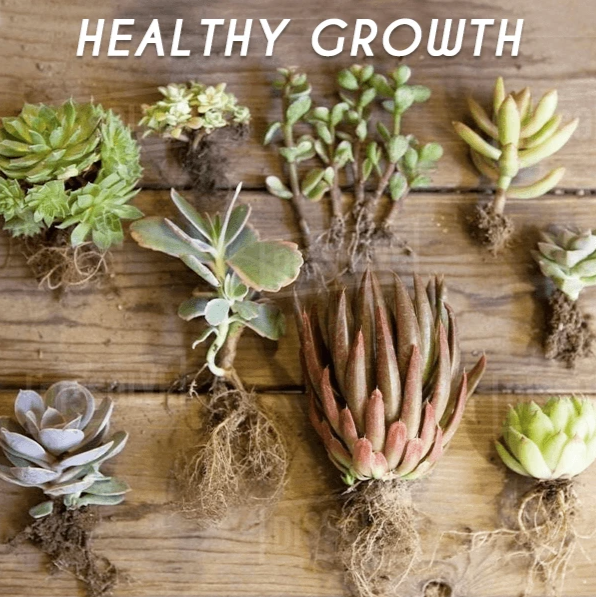 Organic Rapid Rooting Powder