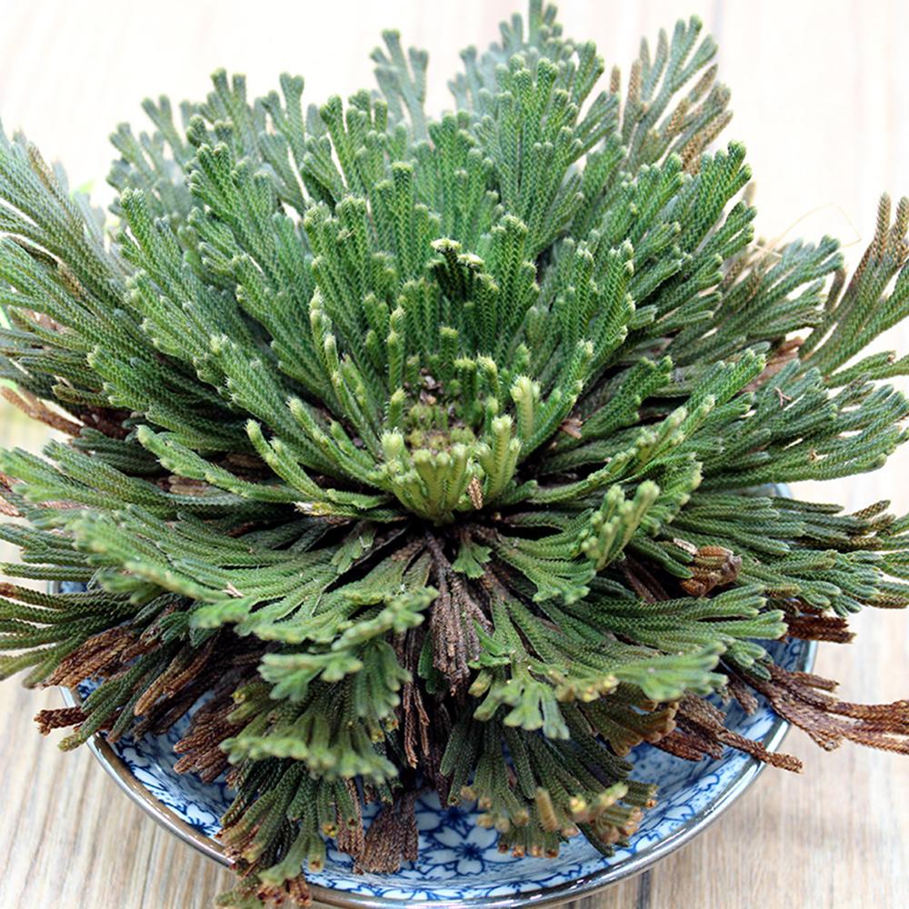 Rose Of Jericho - The Resurrection Plant