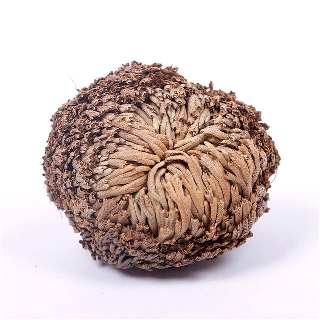 Rose Of Jericho - The Resurrection Plant