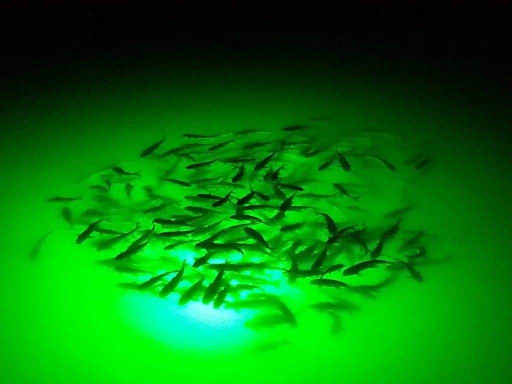 AquaLight™ LED Fishing Light