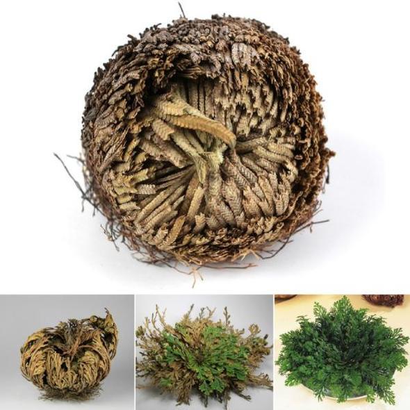 Rose Of Jericho - The Resurrection Plant