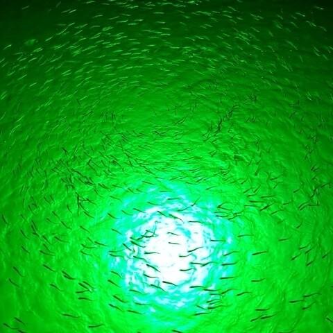 AquaLight™ LED Fishing Light