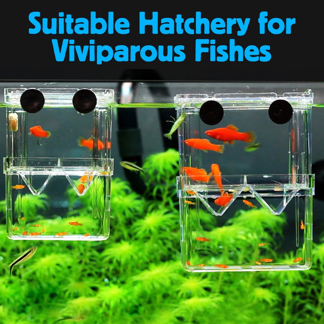 AquaCare Fish Breeding Isolation Box
