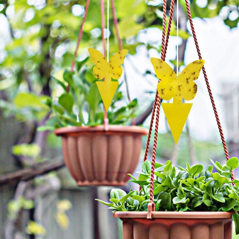 Sticky Fruit Fly Trap