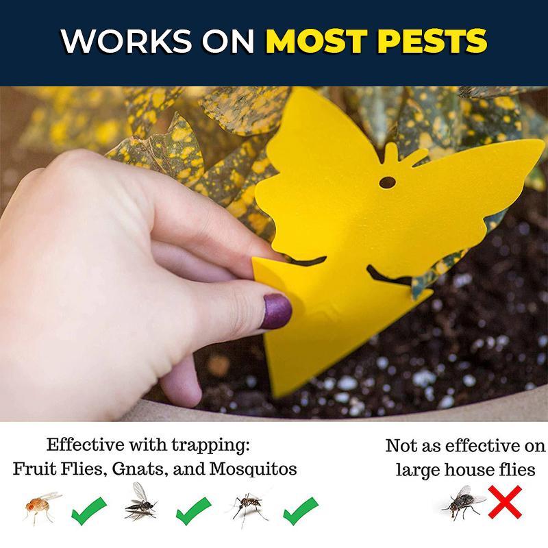 Sticky Fruit Fly Trap