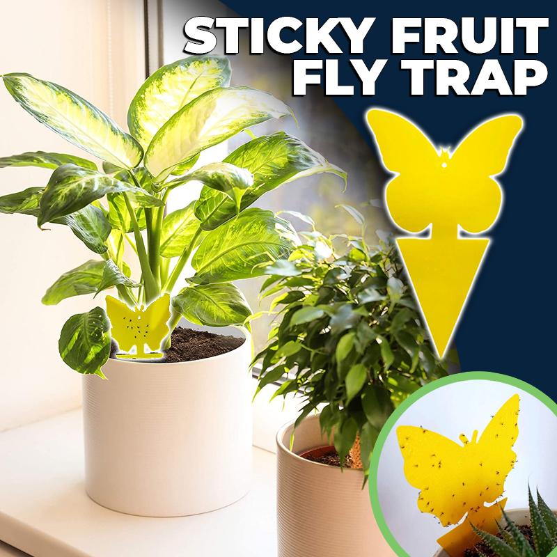 Sticky Fruit Fly Trap