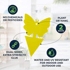 Sticky Fruit Fly Trap