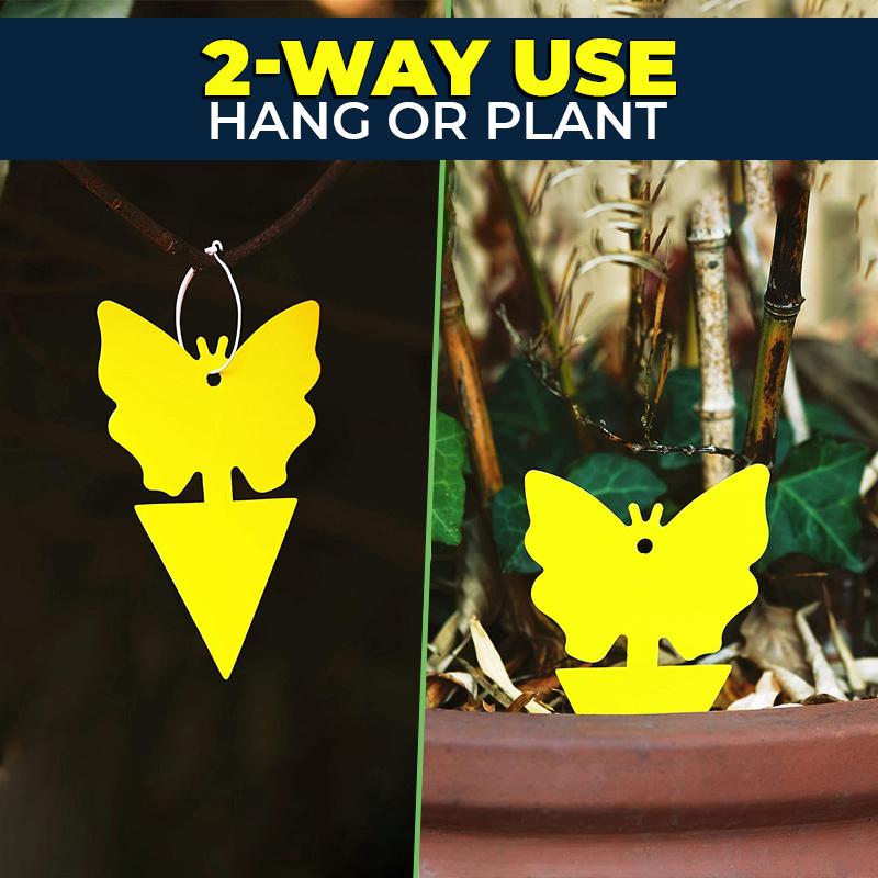 Sticky Fruit Fly Trap