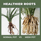 Orchid Double Planter with Mesh Pot