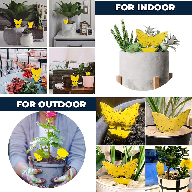 Sticky Fruit Fly Trap