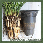 Orchid Double Planter with Mesh Pot