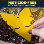 Sticky Fruit Fly Trap