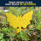 Sticky Fruit Fly Trap