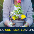 Sticky Fruit Fly Trap