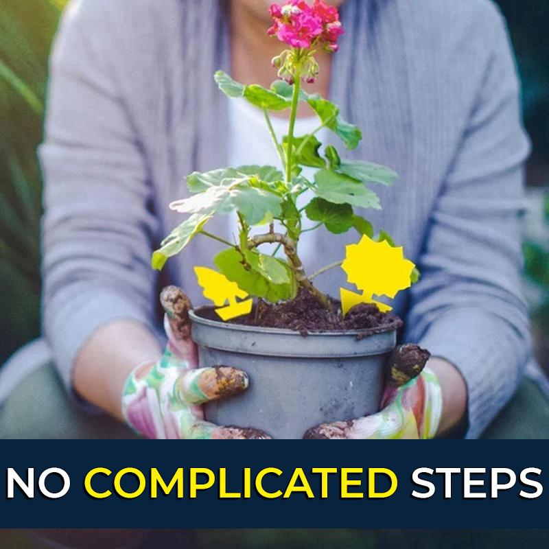 Sticky Fruit Fly Trap