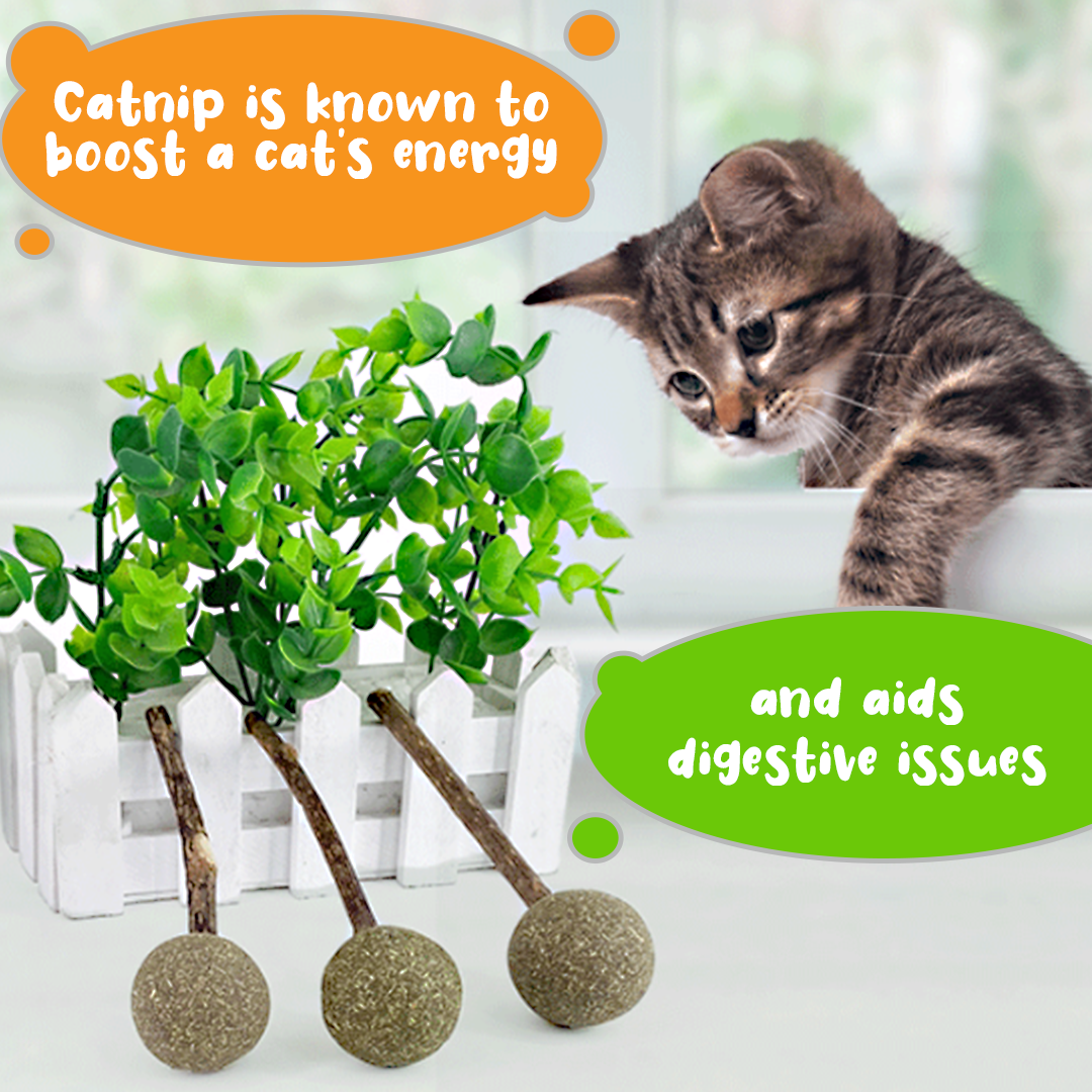 Catnip Lollipop with Matatabi Stick