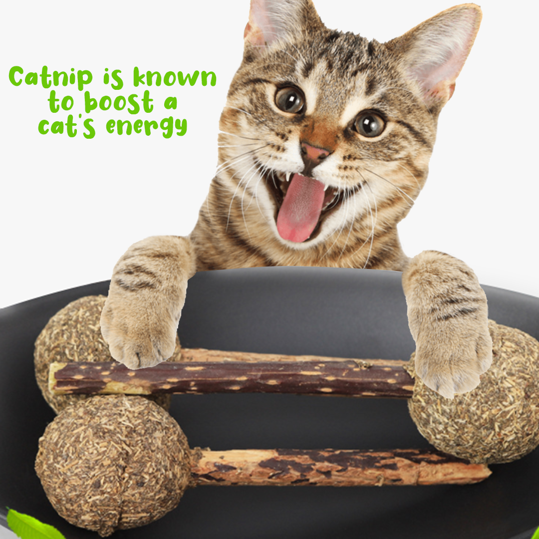 Catnip Lollipop with Matatabi Stick