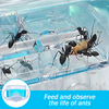 FarmAntz Educational Luminous 3D Ant Habitat