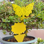 GreenThumb Fruit Fly and Gnat Trap
