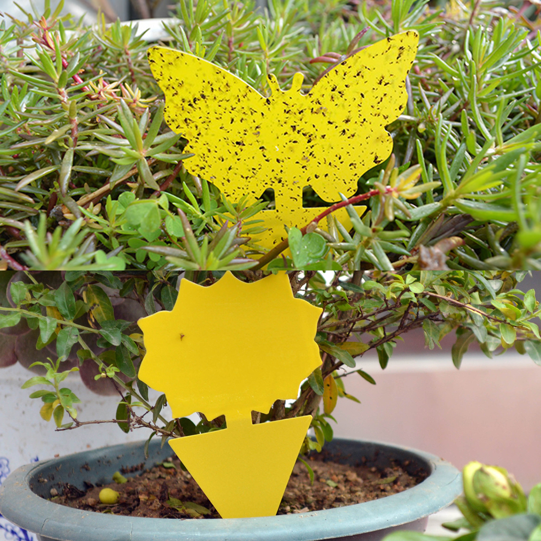 GreenThumb Fruit Fly and Gnat Trap