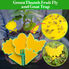 GreenThumb Fruit Fly and Gnat Trap