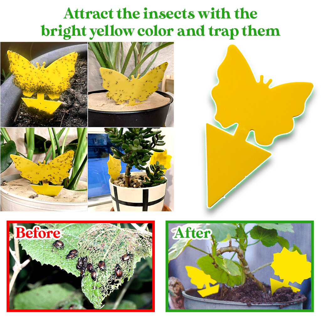 GreenThumb Fruit Fly and Gnat Trap