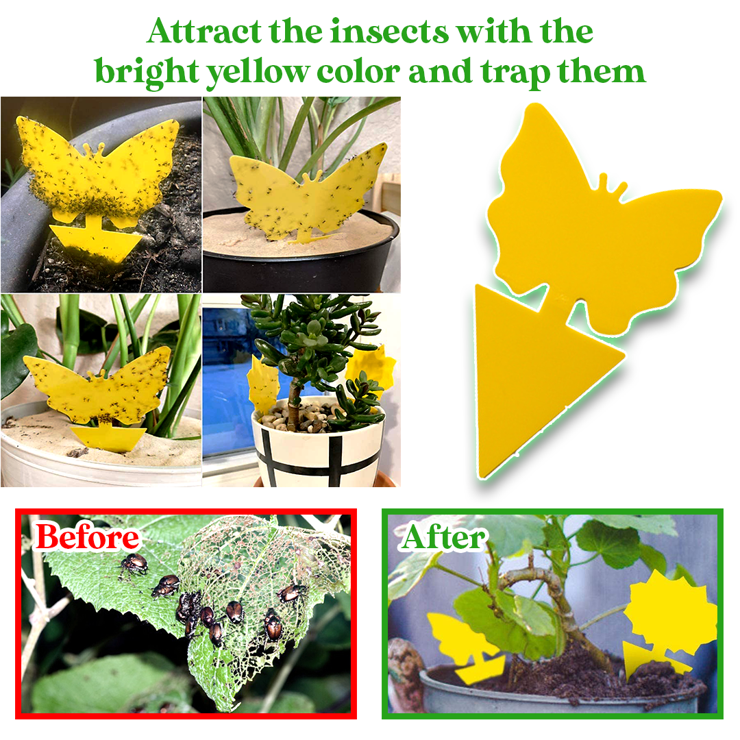 GreenThumb Fruit Fly and Gnat Trap