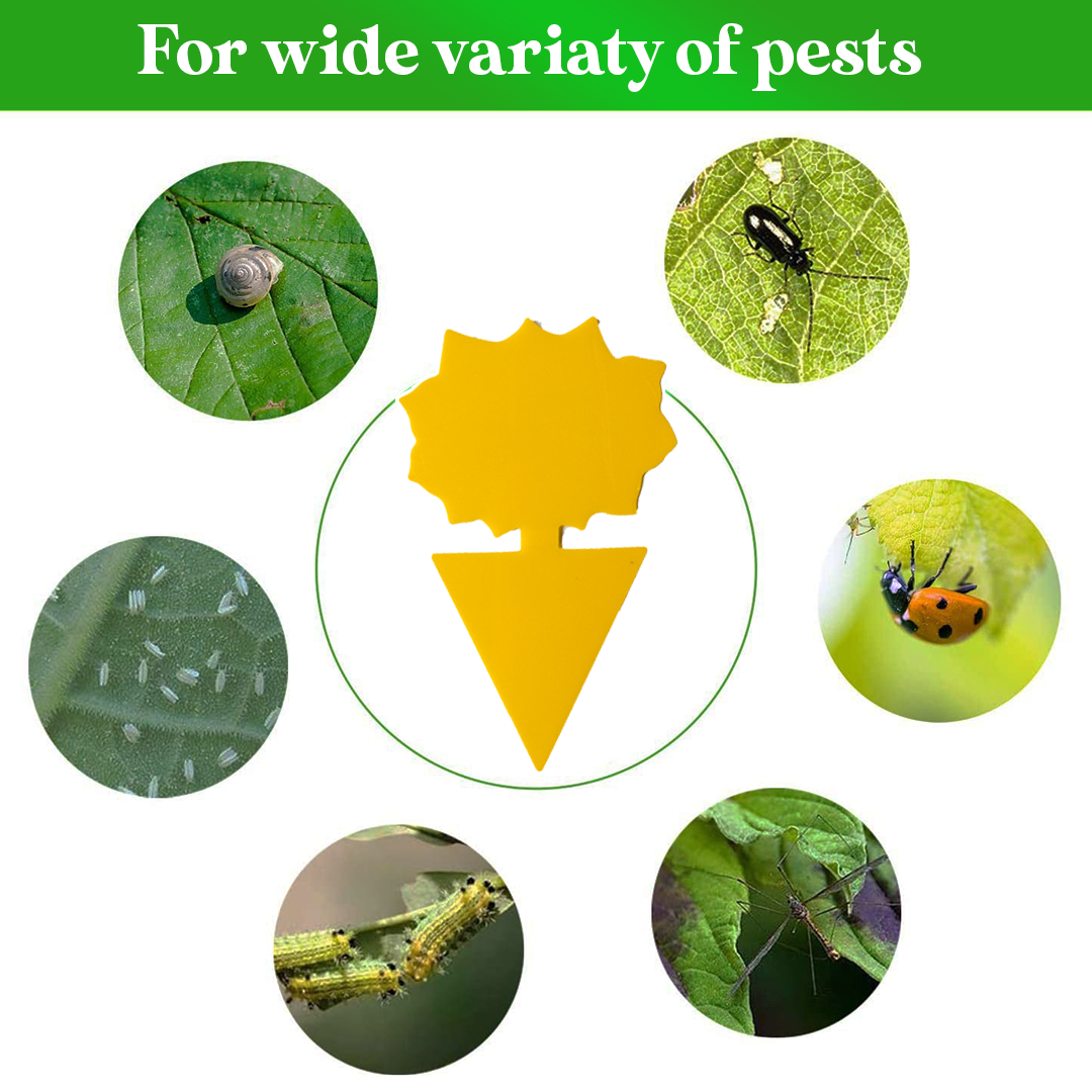 GreenThumb Fruit Fly and Gnat Trap