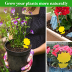 GreenThumb Fruit Fly and Gnat Trap
