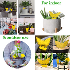 GreenThumb Fruit Fly and Gnat Trap