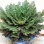 Rose Of Jericho - The Resurrection Plant