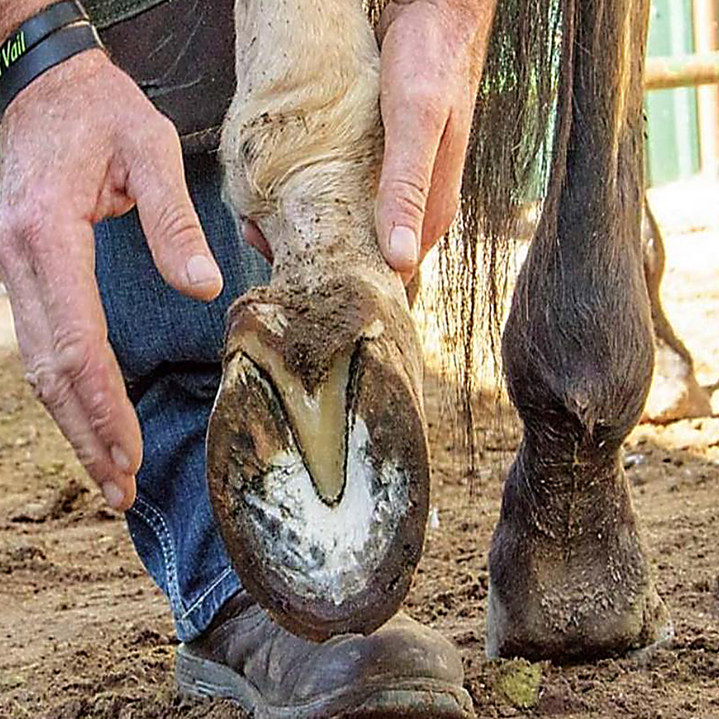HoofCARE+ Trimming Chain Disc