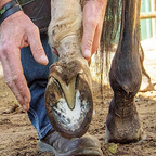 HoofCARE+ Trimming Chain Disc