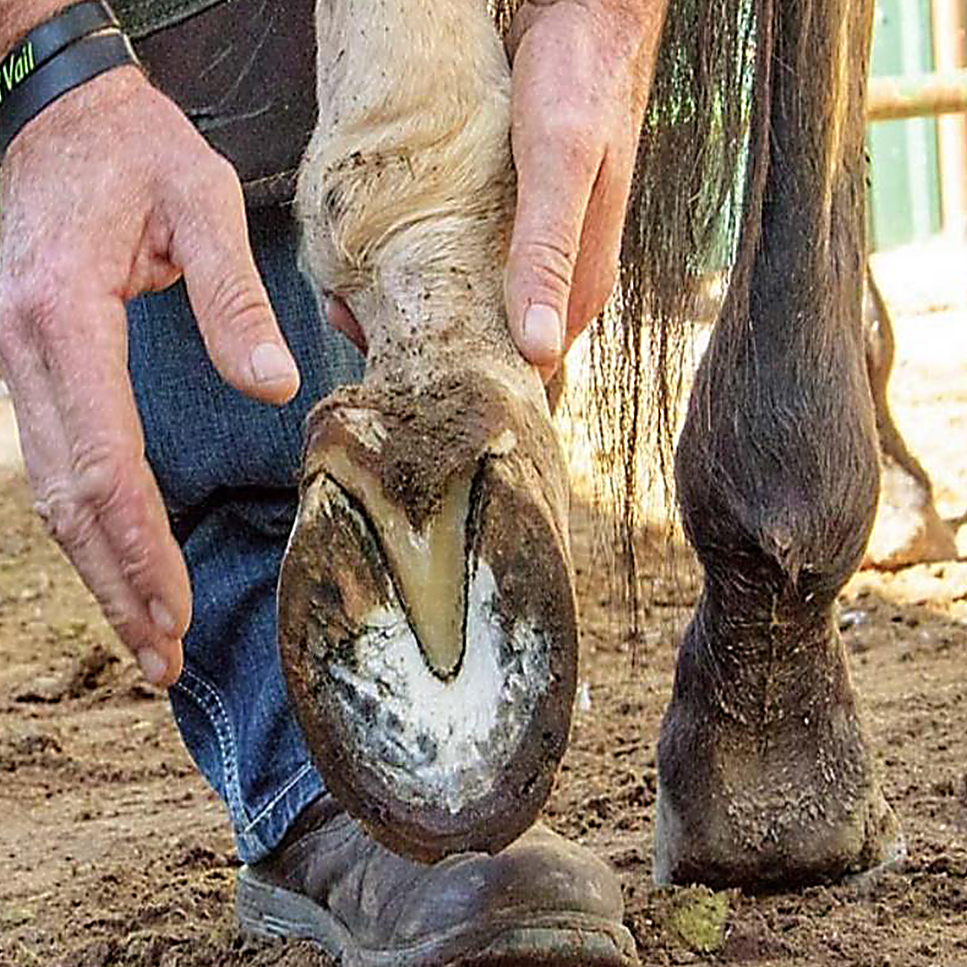 HoofCARE+ Trimming Chain Disc