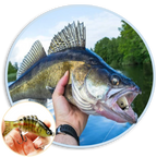 Bionic Mini 2 inch Minnow Swim Bait